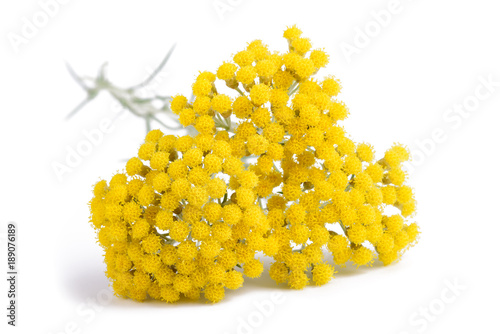 Yellow helichrysum flowers