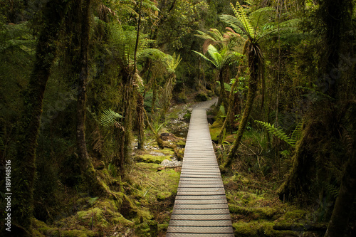 Looking down the path in the forest - Lake Matheson, South Westland, New Zealand