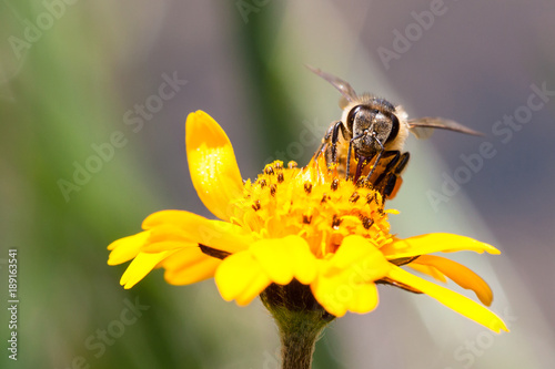 Macro photography of pollinator honey bee drinking nectar from yellow wild flower with proboscis extending into the flower and simultaneously bringing pollen from one flower to another.