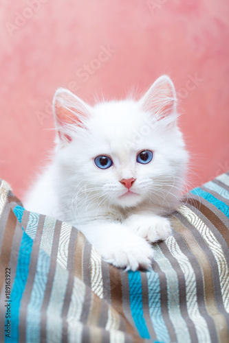 Siberian kitten at home