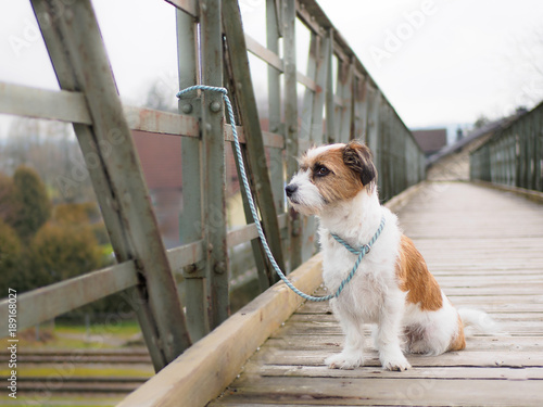 Hund auf einer Eisenbrücke mit der Leine an einem Pfosten festgebunden, Lifestyle, Bahnhof, Ausgesetzt.