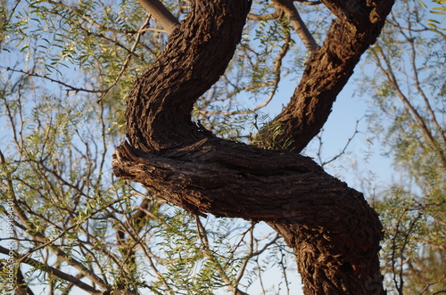 Mesquite Tree Branches Closeup