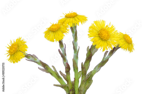 Tussilago farfara flowers