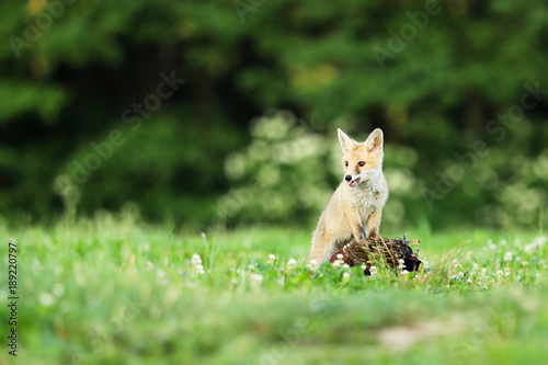 Adult red fox guarding catch bird on meadow in early morning - Vulpes vulpes