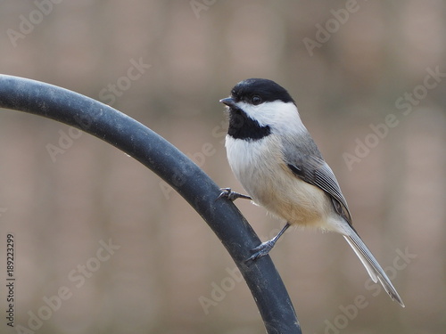 black-capped chickadee (Poecile atricapillus)