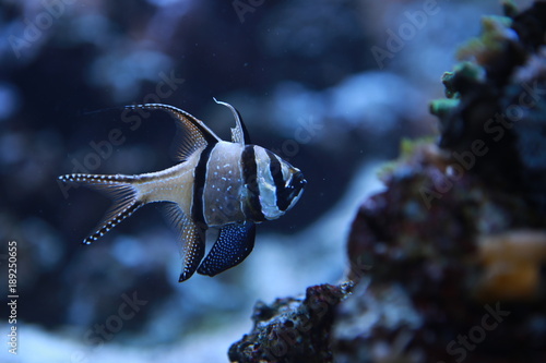 Colorful fishes in the aquarium