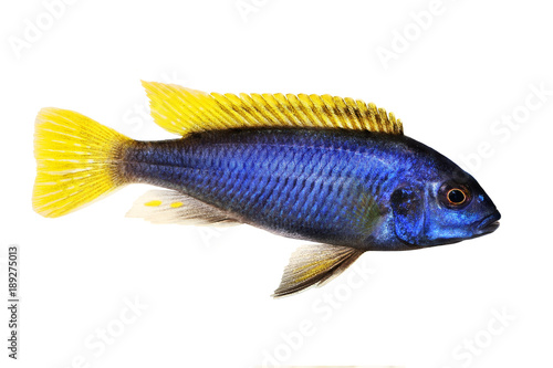 Yellow-tail Acei Cichlid Pseudotropheus aquarium fish 
