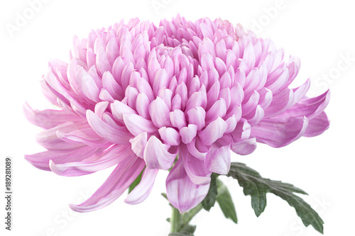 Purple chrysanthemum flower head