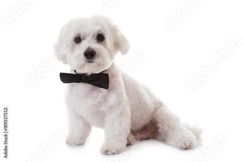 cute maltese dog with bow tie, isolated