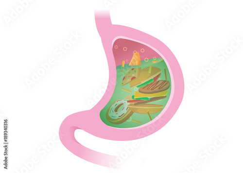 Gastric juice digesting many food in Stomach. Illustration about digestive system.