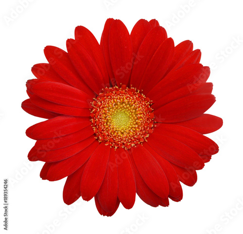 Red daisy on white background