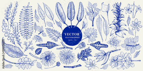 Vector botany collection. Retro hand drawn illustration set.