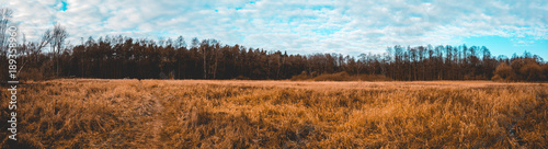 corn field as panorama picture with forest in the background