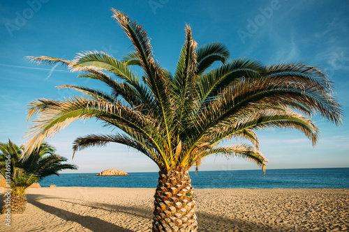 Relaxing view of a Palm in a empty beach in Costa Brava