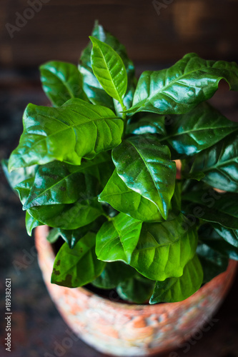 Coffea arabica - coffee plant in a flower pot.