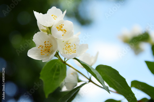 Białe kwiaty jaśminu. Jaśminowiec wonny. Krzew.