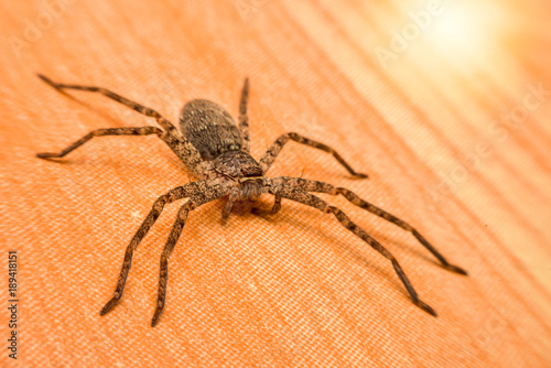 Thai spiders