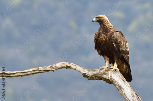 Golden Eagle on a Branch