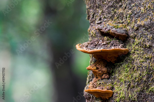 Beautiful orange fungus stacked on each other on tree trunk with blurred natural background at Matheran, India.