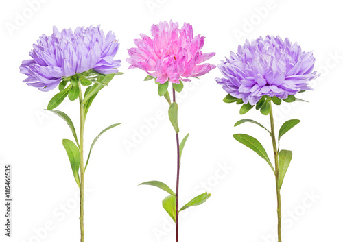 set of three aster flowers
