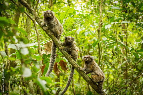 Macacos Callithrix Sagui