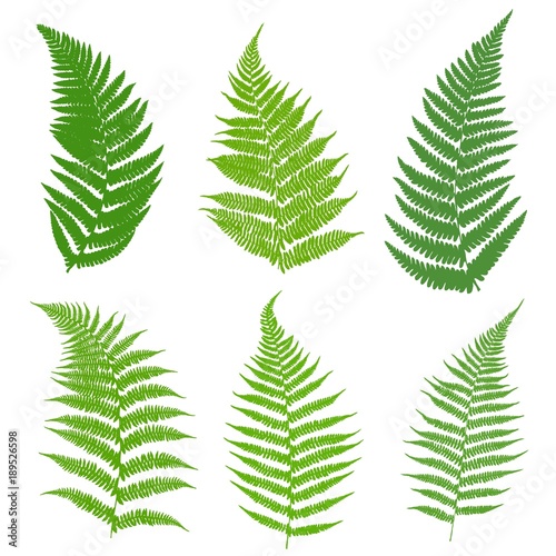 A set of ferns. Leaves of a fern, green on a white background. Vector illustration.