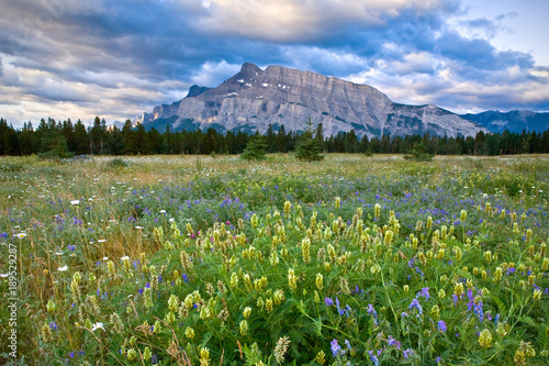 Mount Rundle and wild flowers, Banff National Park