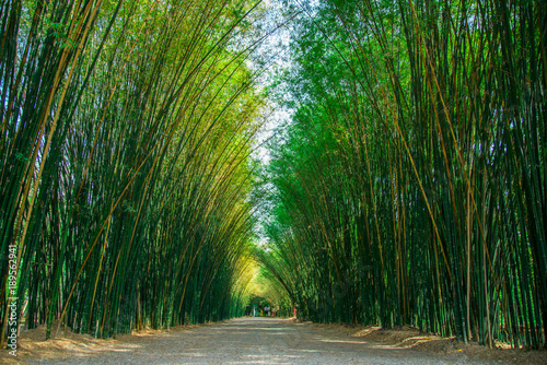 Bamboo plant nature background