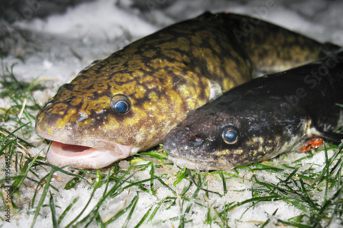 Raw freshwater fish burbot closeup on snow. Winter fishing. Ice fishing. Live in the river. Two Lota lota on the grass. Lake habitat.