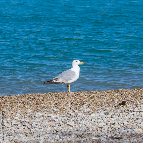 Seabird on pebble beach. Young European herring gull (Larus argentatus) in their natural habitat (Black Sea Area)