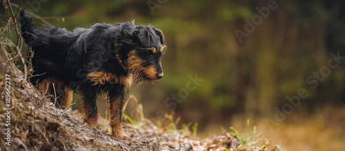 Deutscher Jagdterrier, German hunting terrier black and tan, in the forest.