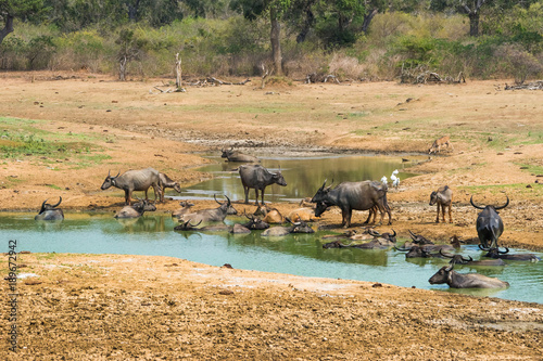 A group of wild asian buffalo (Bubalus arnee) at waterhole in Yala national park, Sri Lanka.