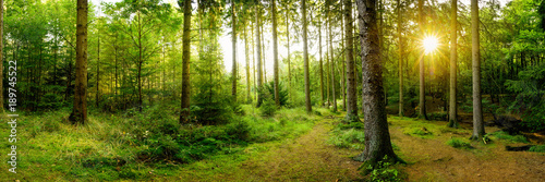 Beautiful forest with bright sun shining through the trees