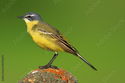 Single Yellow wagtail on a wooden fence stick during a spring period