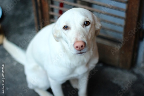 Cagnolina bianca con muso rosa