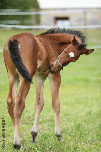 Foal on pasture rubbing itchy skin