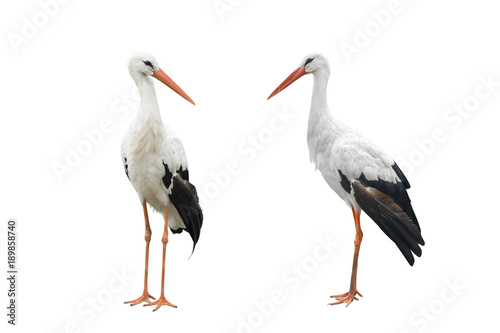 two stork