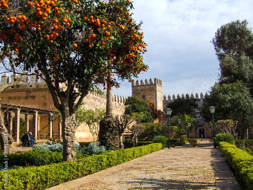 Orange Tree, Kasbah des Oudayas, Morocco