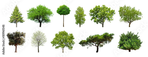 Set of green trees isolated on white background. Different kinds of tree collection