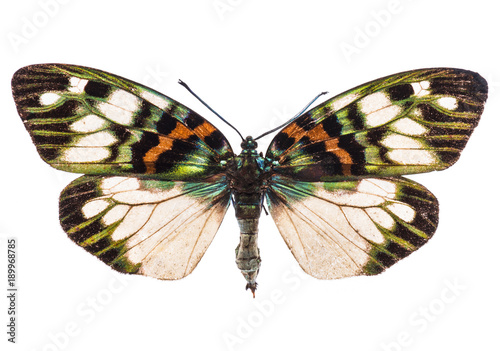 Erasmia Pulchella Chinensis isolated on white