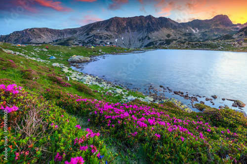 Breathtaking pink rhododendron flowers and Bucura alpine lake, Retezat mountains