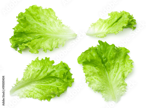 Lettuce Salad Leaves Isolated on White Background
