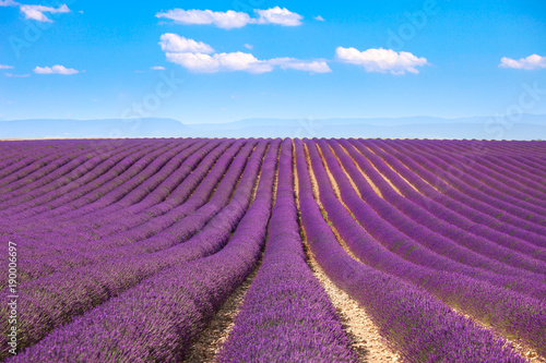 Lavender flowers blooming fields. Valensole Provence, France