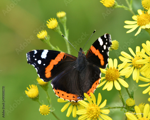 Red admiral butterfly