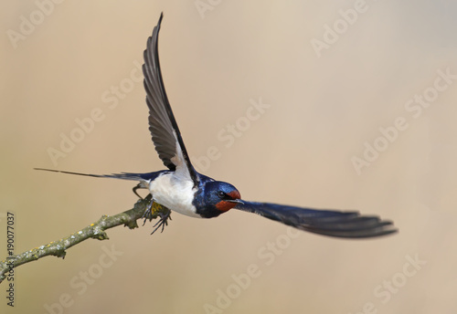 One barn swallow with wide open wings take of from a slim branch. Nice beige blurred background