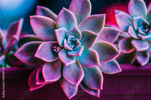 succulent (purple and green)