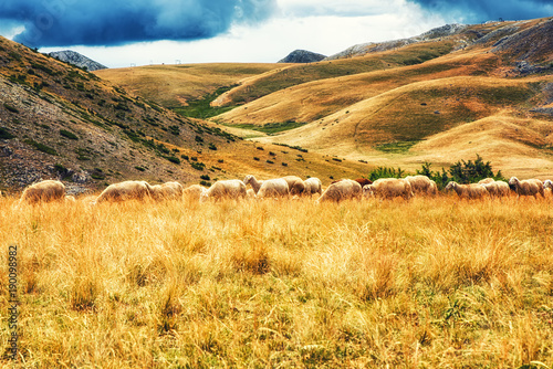 Sheep on the plains of Mavrovo national park, Macedonia