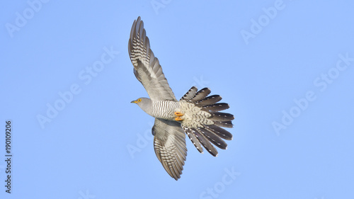 Common cuckoo (Cuculus canorus)