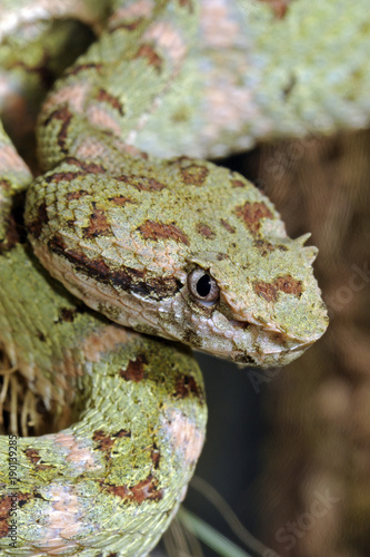 Greifschwanz-Lanzenotter (Bothriechis schlegelii) - eyelash viper