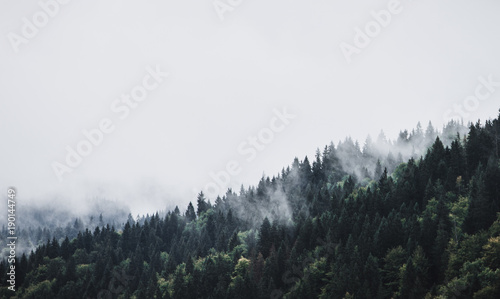 Foggy Mountain Forest Landscape